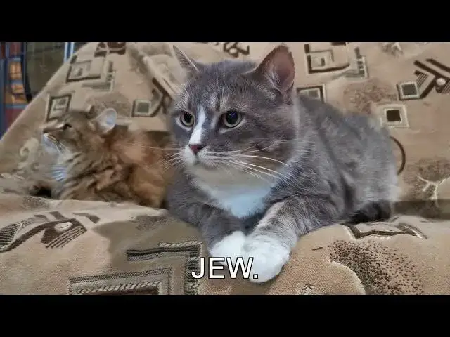 'Video thumbnail for How can I help my cat adjust to a new home/move?'