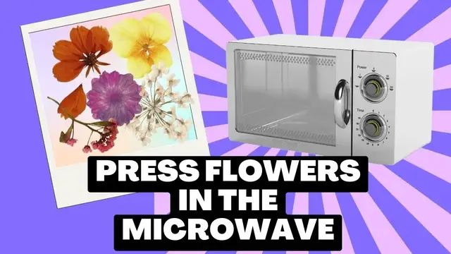 Video thumbnail for You Won’t Believe How Easy it is to Dry Flowers in a Microwave!