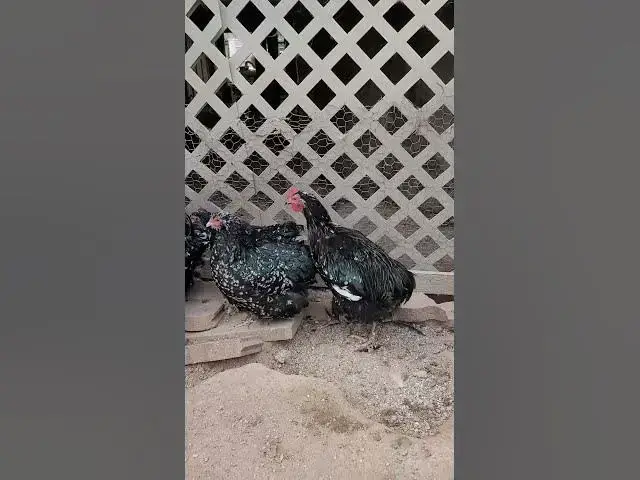 Video thumbnail for New Breed Mottled Orpington Chickens #Shorts