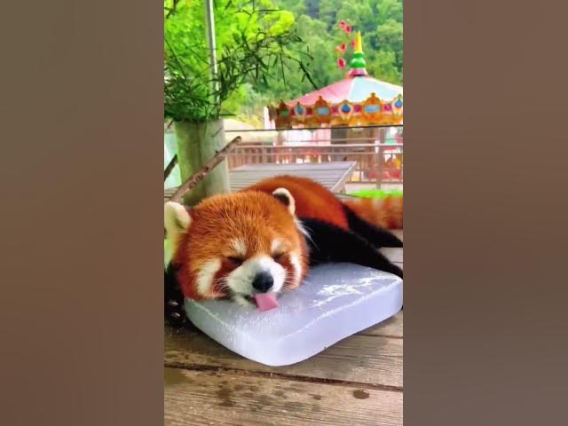 Video thumbnail for Red Panda Cuteness 😍 #redpanda #naturelovers #animals