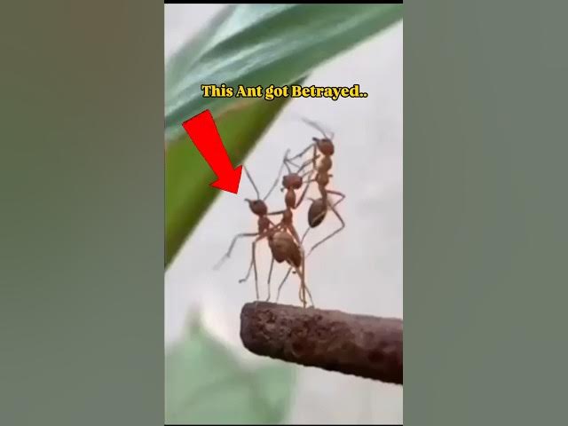 Video thumbnail for Poor Ant helped friends but got betrayed #ants #natureshorts