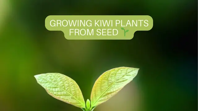 Video thumbnail for Growing Kiwi Plants from Seed 🌱