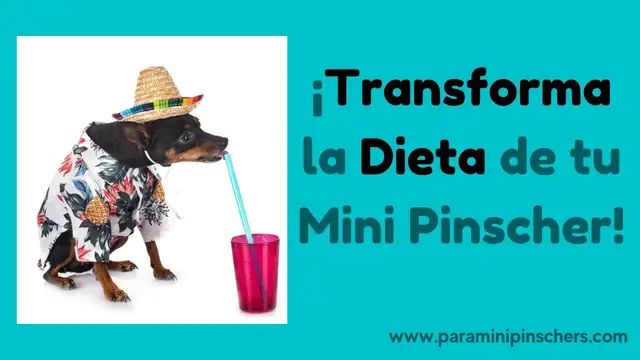 'Video thumbnail for ¿Qué come un pinscher? La Dieta PERFECTA Para Tu Perrito 🐕'
