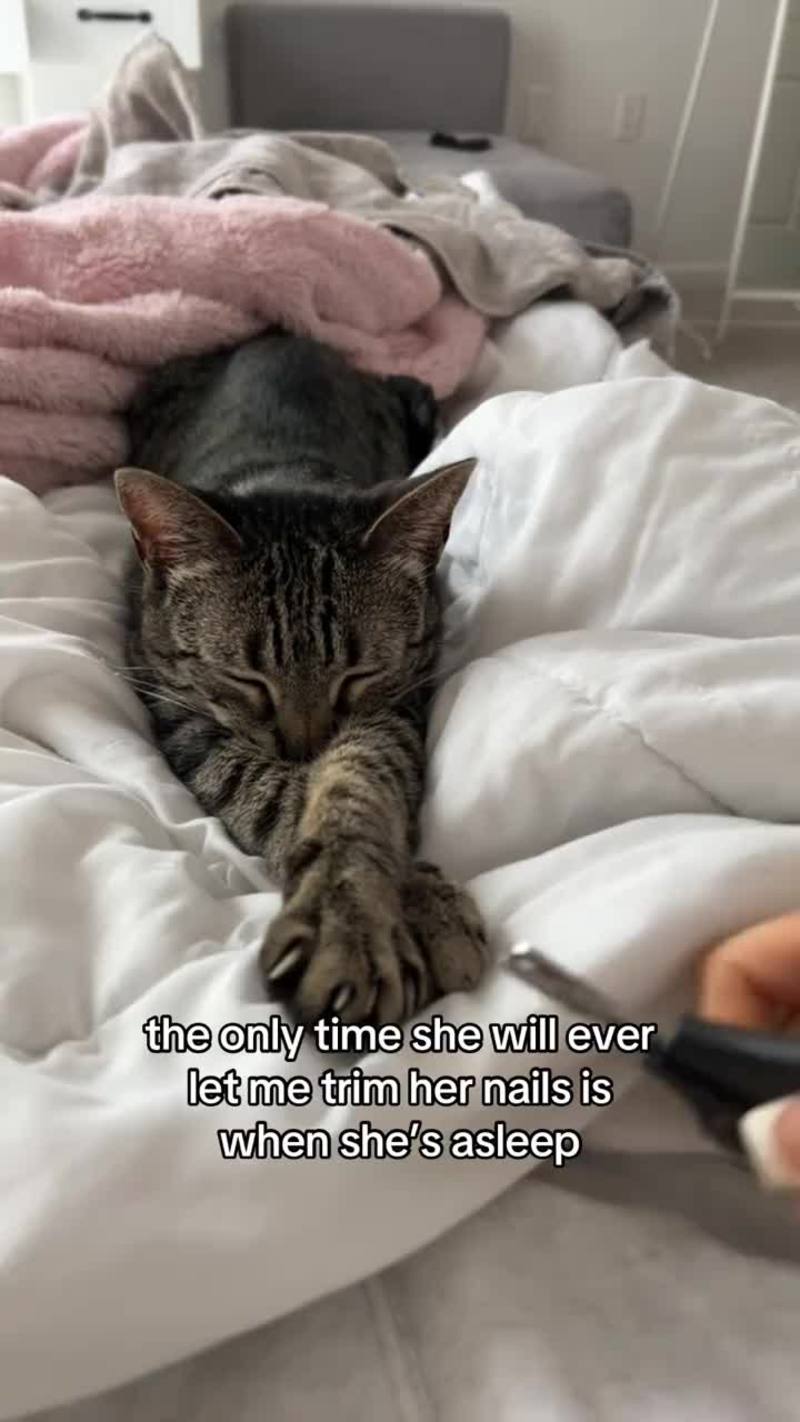 Video thumbnail for Sleepy Cat Betrayed by Sneaky Nail Trim