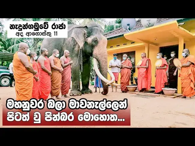 Video thumbnail for Nedungamuwe Raja Nuwara receiving the blessings of the Maha Sangha this morning