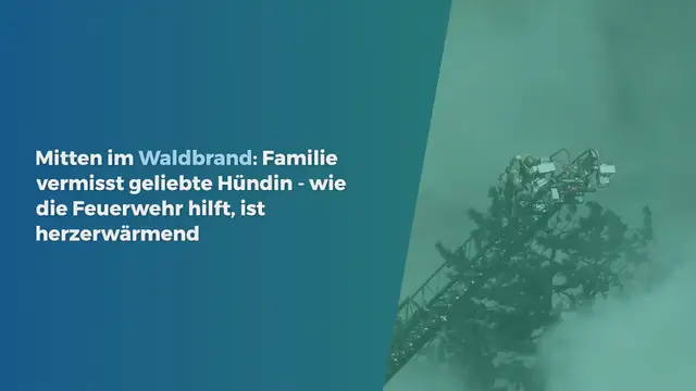 Video thumbnail for Mitten im Waldbrand: Familie vermisst geliebte Hündin – wie die Feuerwehr hilft, ist herzerwärmend
