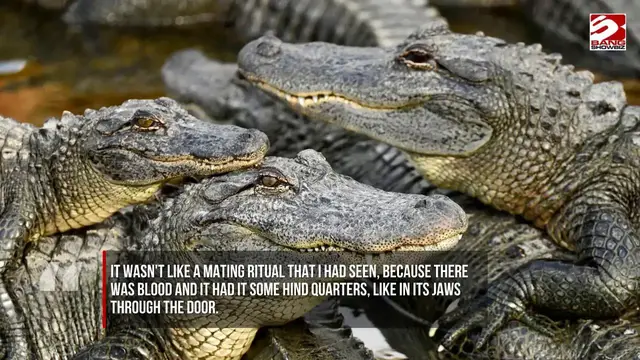 Video thumbnail for Florida woman finds alligators fighting on her porch.