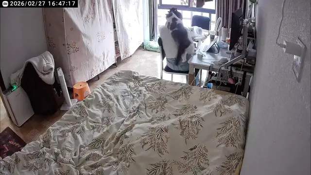Video thumbnail for Playful Cat Surprises Owner with a Jump!