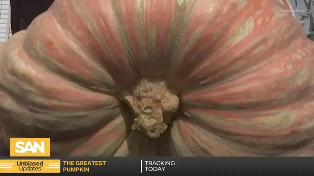 'Video thumbnail for California engineer wins 2025 Safeway Pumpkin Weigh-Off with 2,346-pound gourd'
