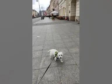 'Video thumbnail for 🐶 Westie on a Warsaw Adventure: Exploring Krakowskie Przedmieście and Queuing for French Finds 🇫🇷'