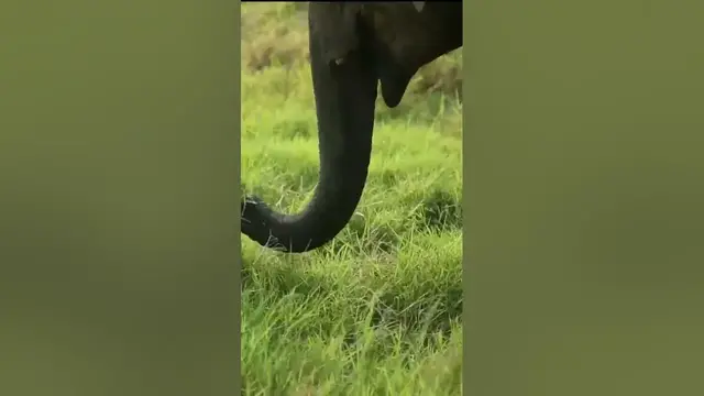 Video thumbnail for Elephant eating grass #shorts