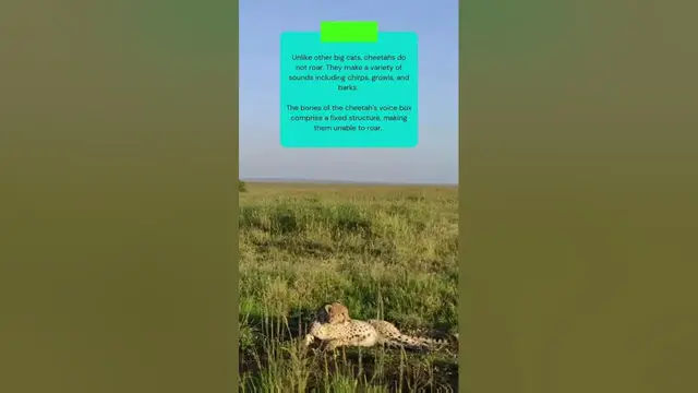 Video thumbnail for This is a reason why cheetahs can't roar #shorts