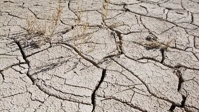 Video thumbnail for How to Rescue a Dying Cactus