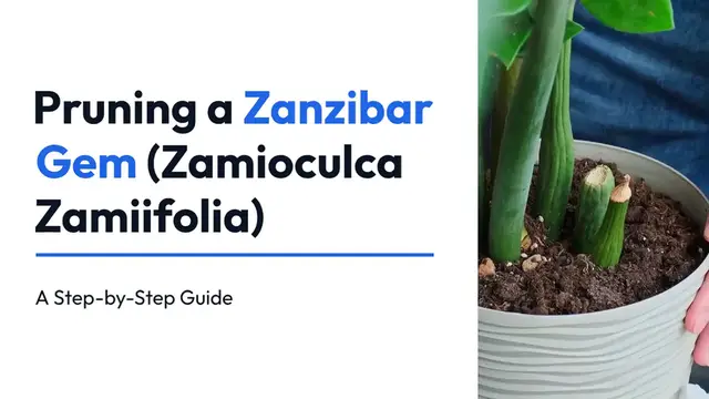 Video thumbnail for How to Prune Zanzibar Gem