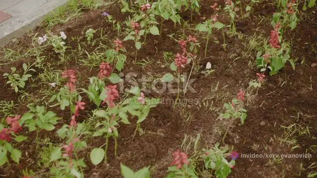 Video thumbnail for Spring Planting 2024: Poppies & Hostas