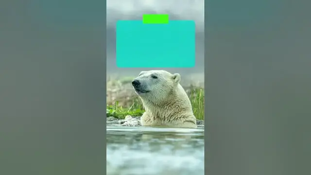 Video thumbnail for This is how long polar bears can be underwater #shorts