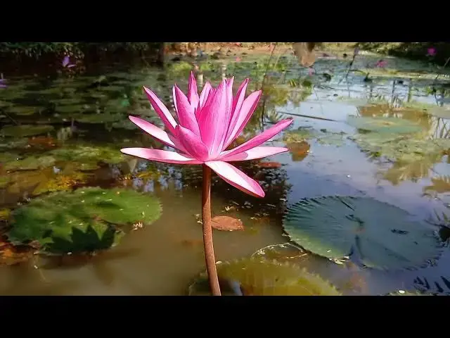 Video thumbnail for Pink Water Lily - Nymphaea pubescens