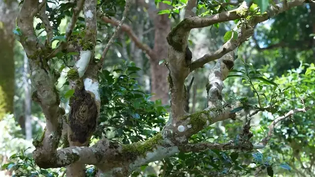 Video thumbnail for China: China's Pu'er launches smart management platform for ancient tea trees.