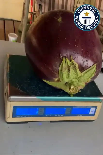 Video thumbnail for Dave Bennett grows the world's heaviest aubergine