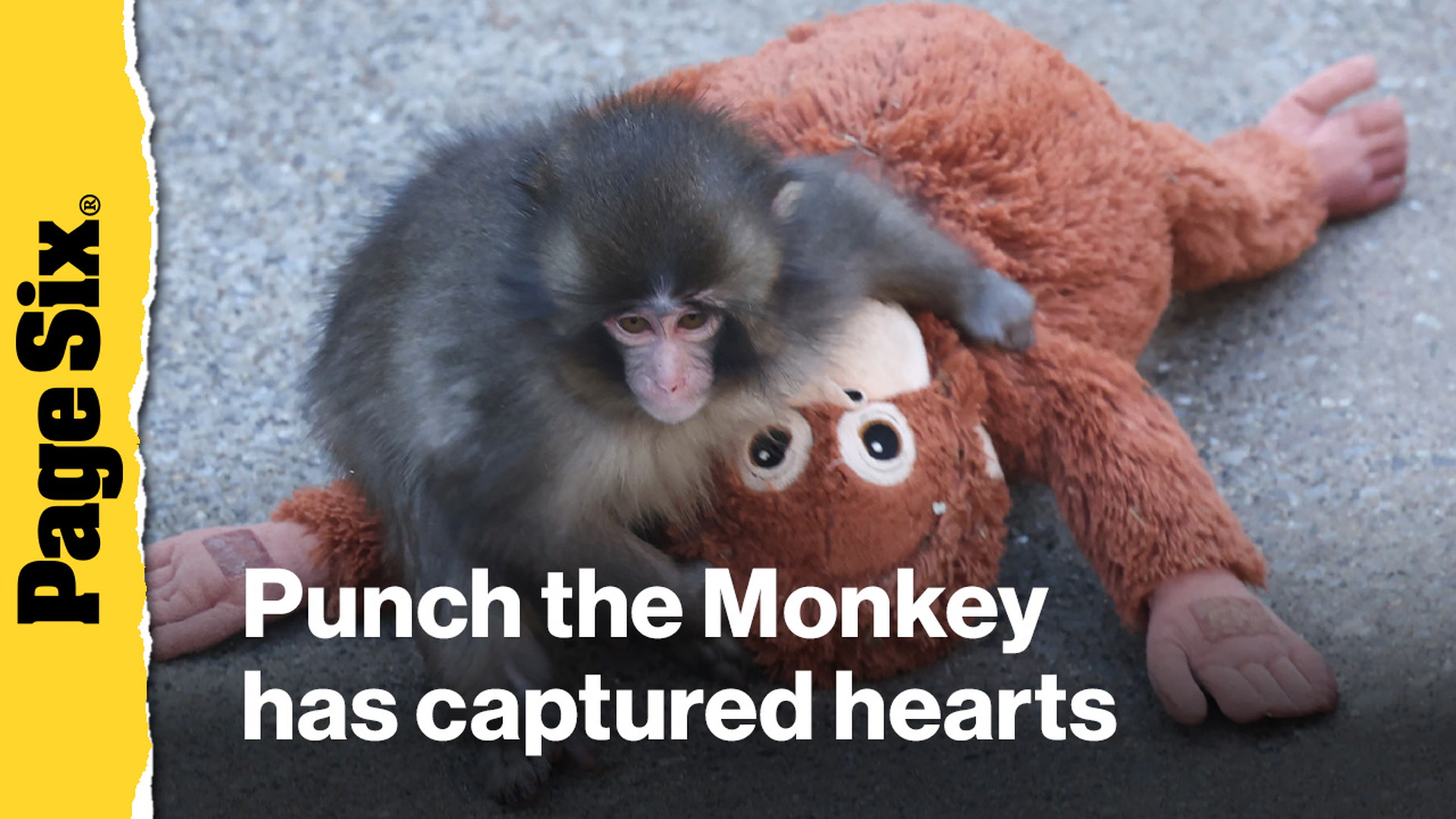 Video thumbnail for Why Punch the Monkey has captured hearts with his Ikea plush