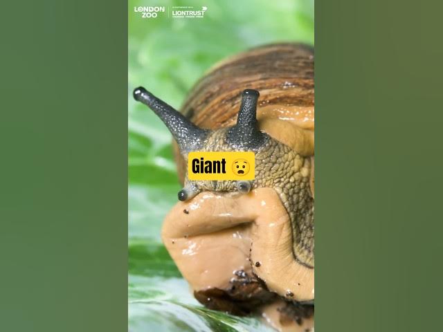 Video thumbnail for The Giant Magnolia Snail #magnoliasnail #naturelovers #animalfacts #nature