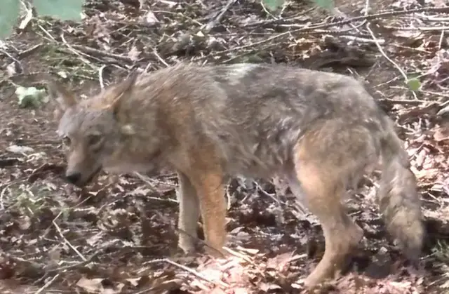 Video thumbnail for Dog survives violent coyote attack in Irvington as officials warn residents during pupping season