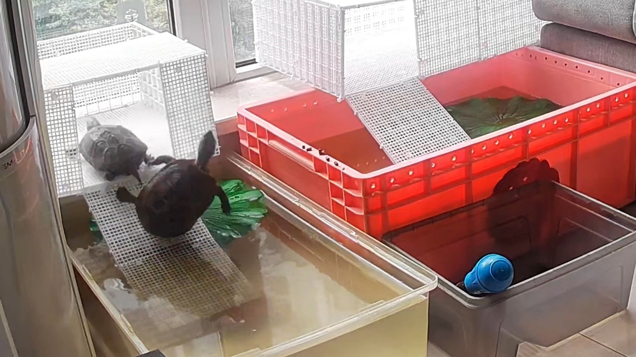 Video thumbnail for Turtle Tussle Ends in Hilarious Splash