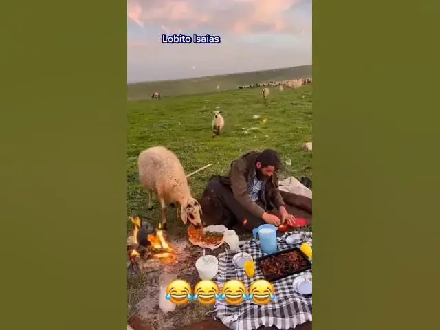 Video thumbnail for Sheep vs Humans