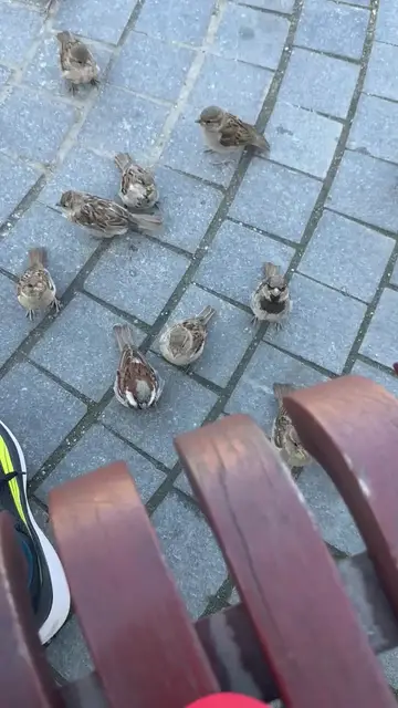 Video thumbnail for Sparrows Gathering for a Snack beside the Park Bench
