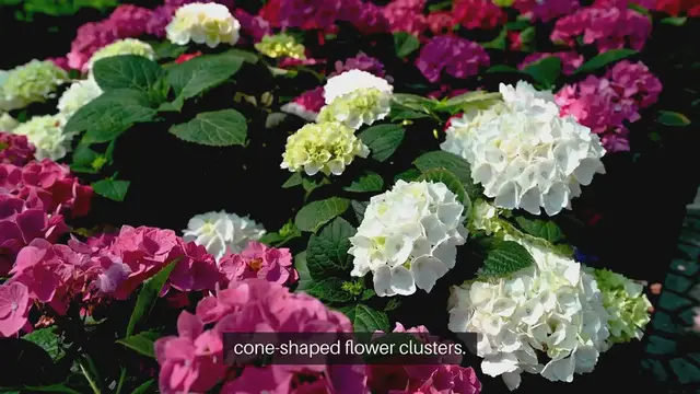 Video thumbnail for Oakleaf Hydrangea