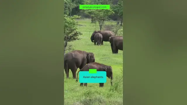 Video thumbnail for Safari sightings | Herd of Asian elephants #shorts