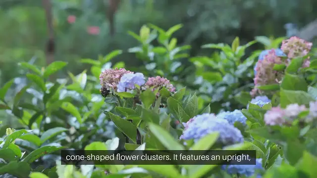 Video thumbnail for Limelight Hydrangea