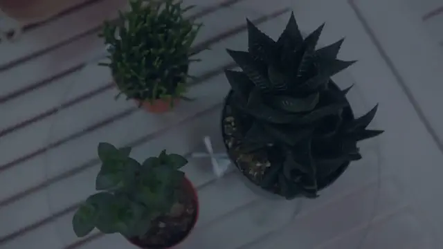 Video thumbnail for Fast-Growing Cactus Varieties