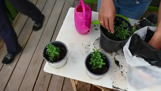 Video thumbnail for Growing Lavender in Cold Climates