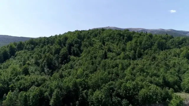 Video thumbnail for How to Propagate ZZ Plants