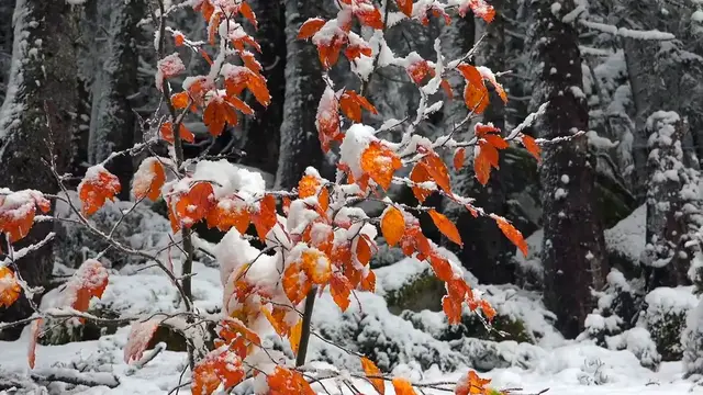 Video thumbnail for Winter Care for ZZ Plants