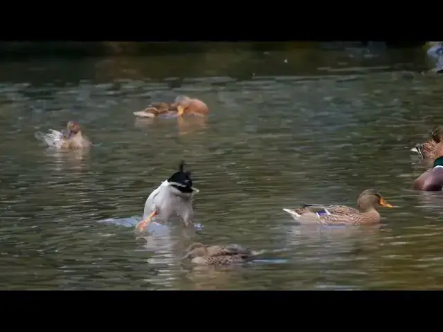 Video thumbnail for Beautiful Ducks