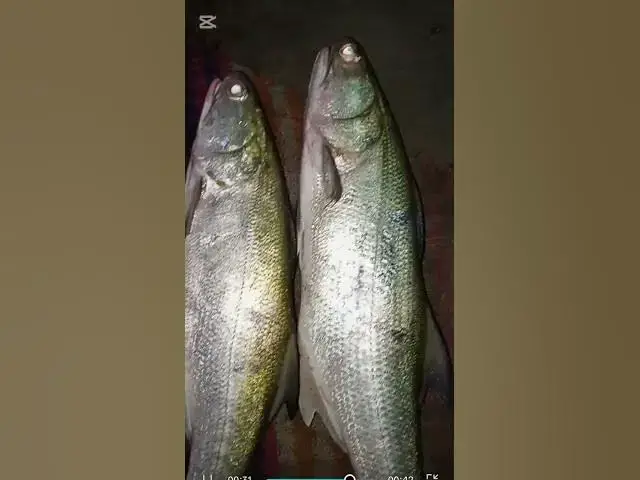 Video thumbnail for hamaliya best fishing report 🐠🐟 #fishing #music