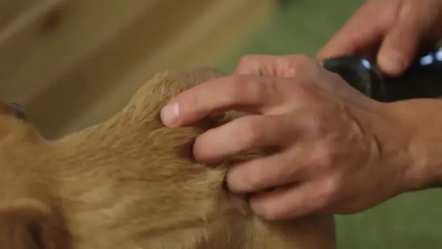 Video thumbnail for ZZ Plant Toxicity: Is It Safe For Pets?