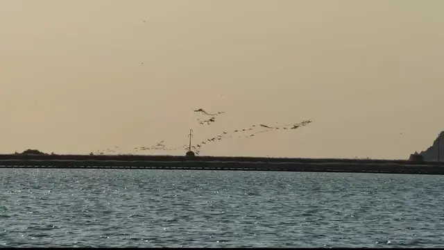 Video thumbnail for Türkiye: Thousands of flamingo chicks grow under parental care in Türkiye.