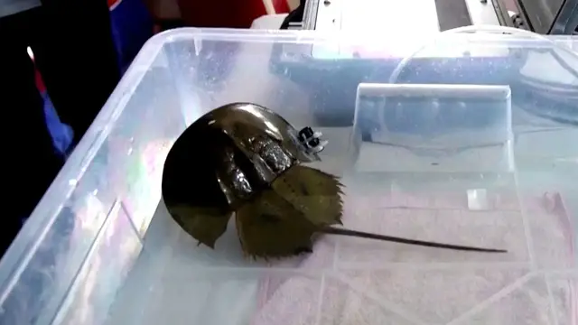 Video thumbnail for Inside Hong Kong's effort to attach trackers to horseshoe crabs