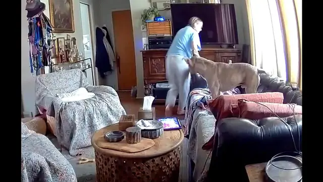 Video thumbnail for Pup Comes Racing in and Flies Over Couch