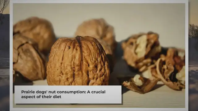 Video thumbnail for Exploring the Nutritional World of Prairie Dogs: A Guide to Their Dietary Choices