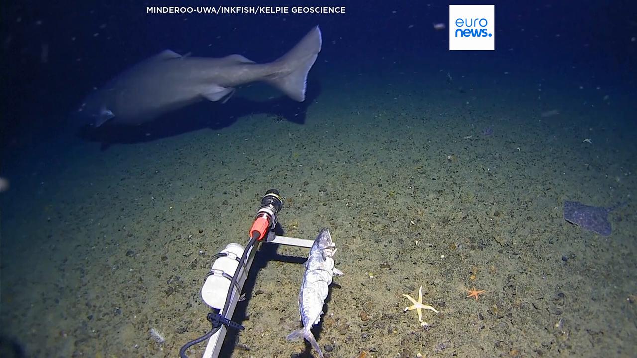 Video thumbnail for Sleeper shark filmed for first time in Antarctica’s near-freezing deep waters
