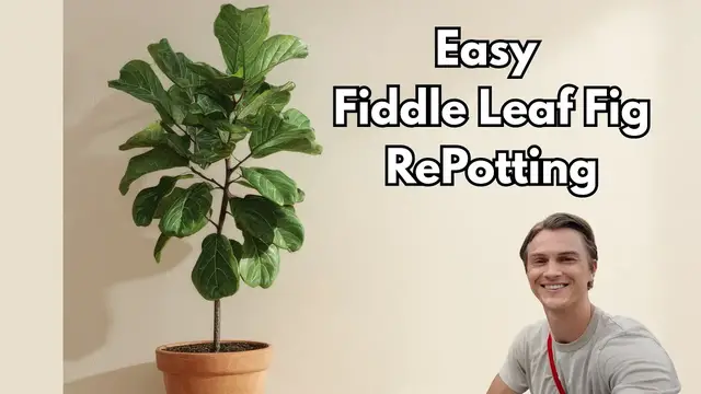 Video thumbnail for FIDDLE LEAF FIG - Re-Potting Tutorial - Basic How to Steps (Ficus lyrata)
