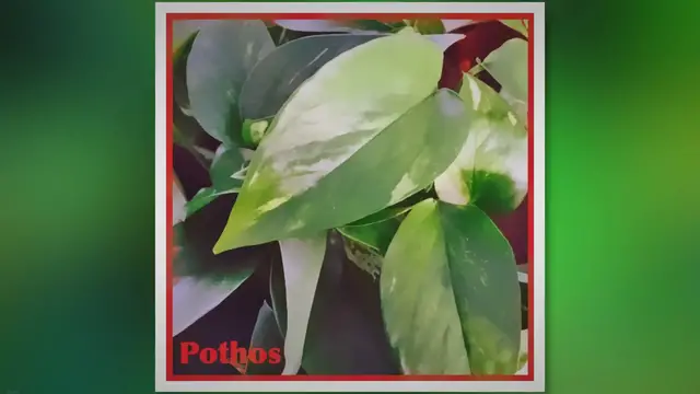 'Video thumbnail for Pothos Care: Master the Art of Growing Lush Vines'