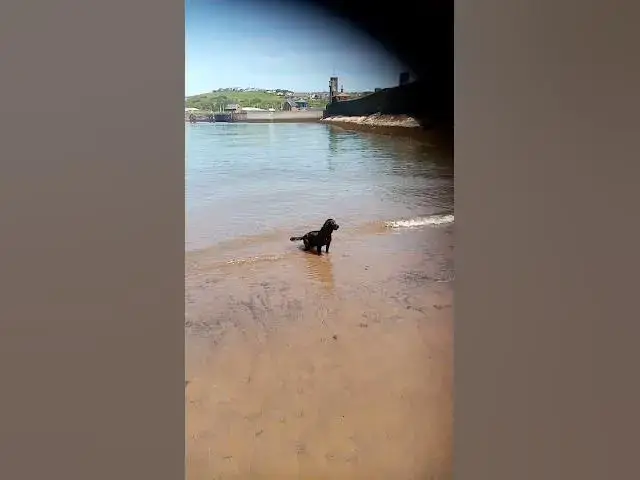 'Video thumbnail for Betty the Cocker spaniel on the beach at Whitehaven'