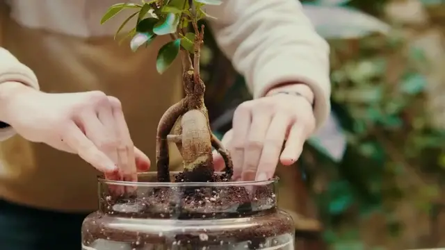 Video thumbnail for Guide To Propagate Jade Plants