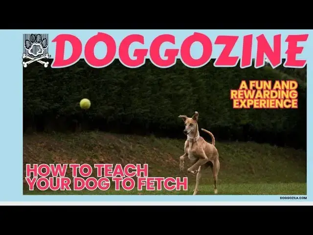 'Video thumbnail for How To Teach Your Dog To Fetch'