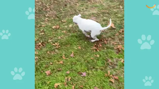 Video thumbnail for Apartment Dog Discovers Own Backyard At New Home